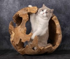 Kattenlounge