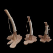 ID-KB085 Krabstam TIANG - H 85 cm