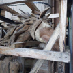 SB-STAT-HOR_F170 Paard in Teak Hout h170cm